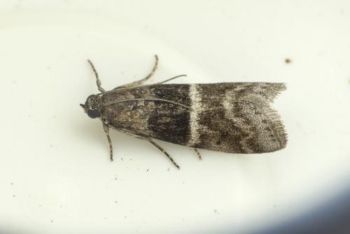 Réf. 204 227 : Elegia atrifasciella